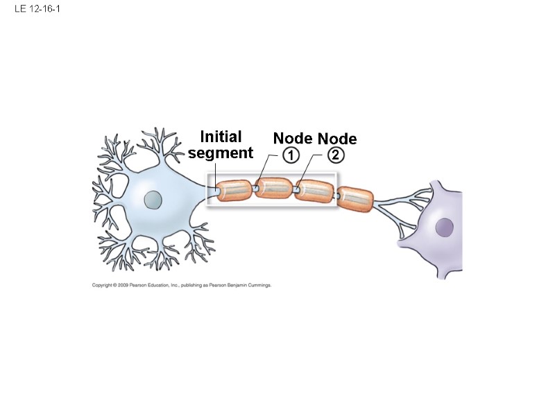 LE 12-16-1 Initial segment 2 1 Node Node